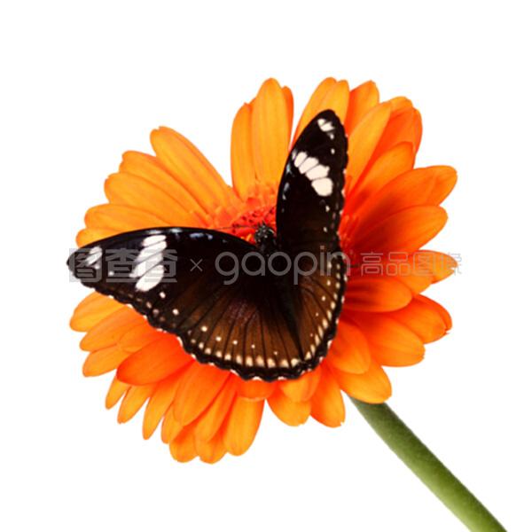 交换记忆 产品主图