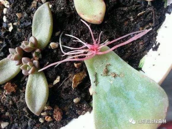 凤舞红尘 相关产品