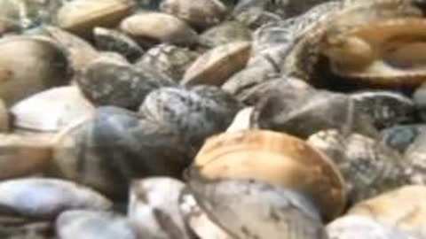 坎大哈陷落 产品主图