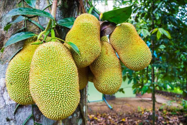 喜羊羊与灰太狼之牛气冲天 产品图片