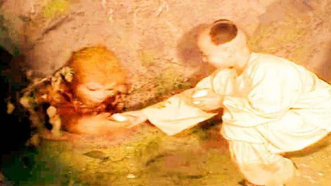 三生三世花之殇 产品主图