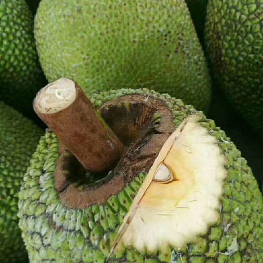 伊伦嘉：诱惑的艺术 相关产品