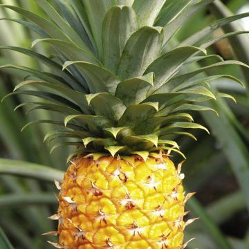 倩女幽魂3：道道道 (粤语版) 相关产品