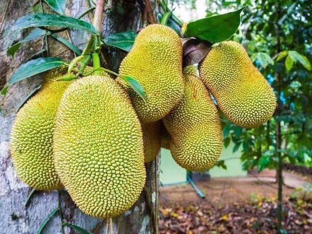 元祖观察之死无对证 相关产品