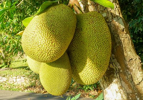 僧侣和枪 相关产品