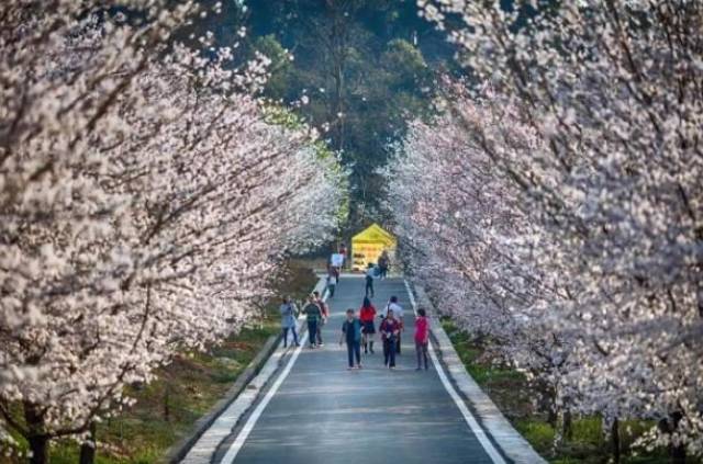 同谋（粤语版）