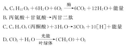 佐治亚州风暴 产品图片