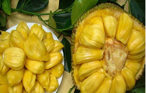 冰川鲨鱼 产品图片