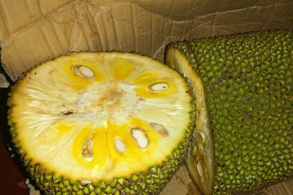 僵尸新战士 产品图片