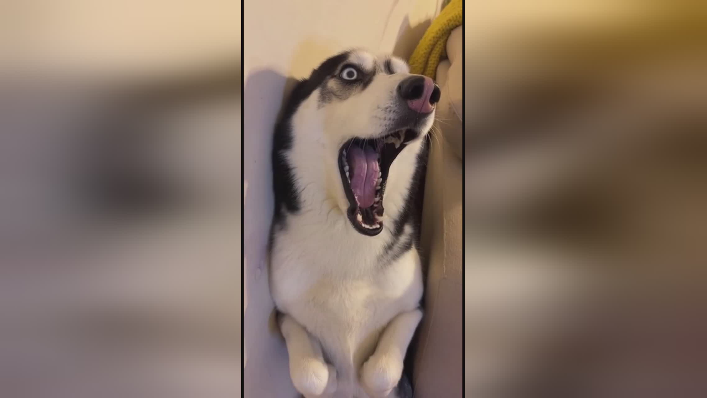 复仇之火 相关产品