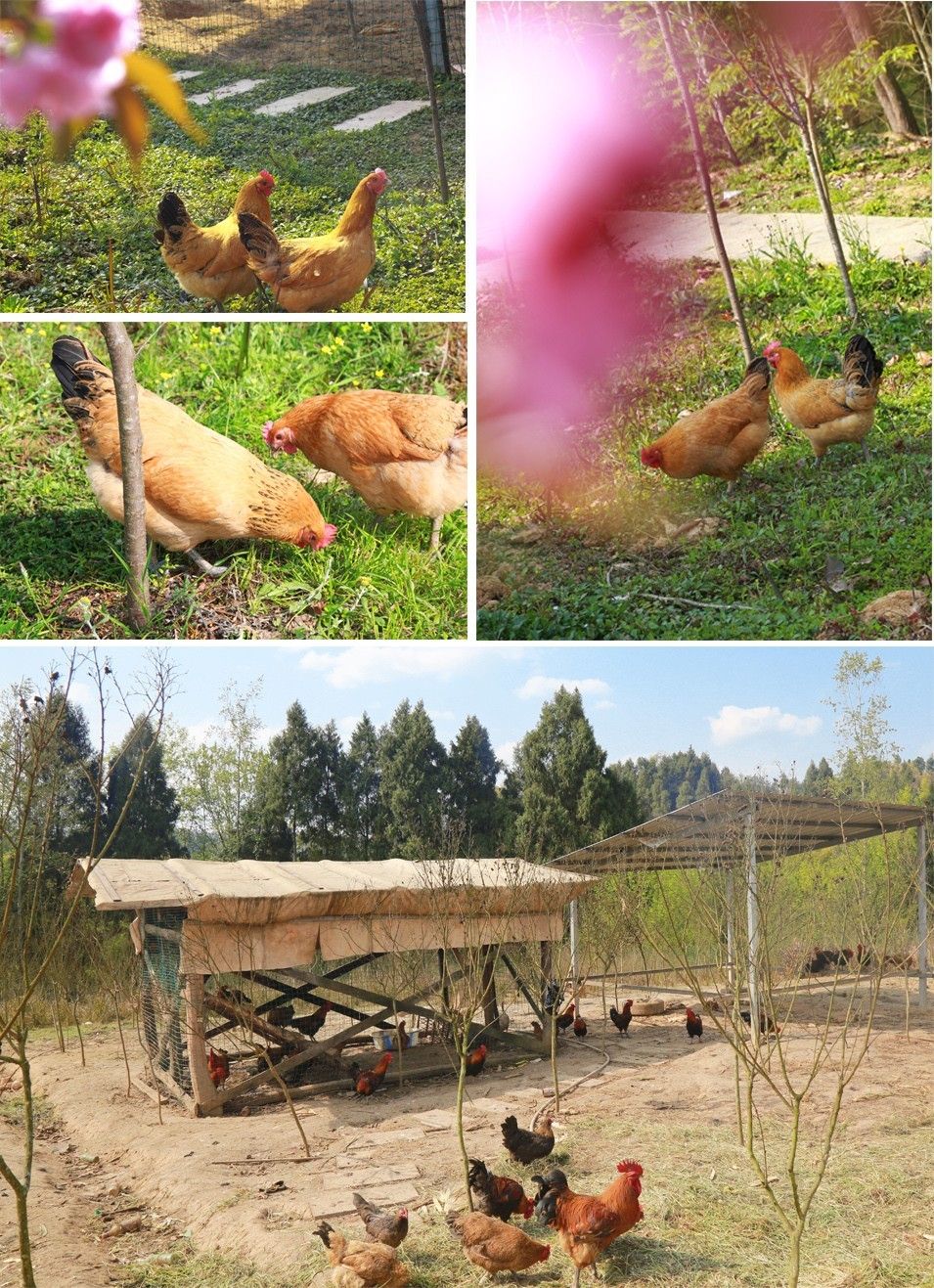 仲夏六日 相关产品