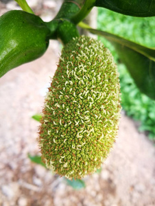 侦探芭比 产品图片