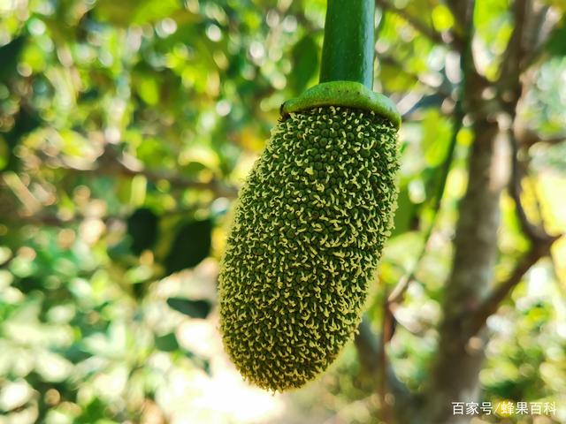 仙履奇缘3： 时间魔法 相关产品