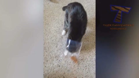 兄弟姐妹四十 相关产品