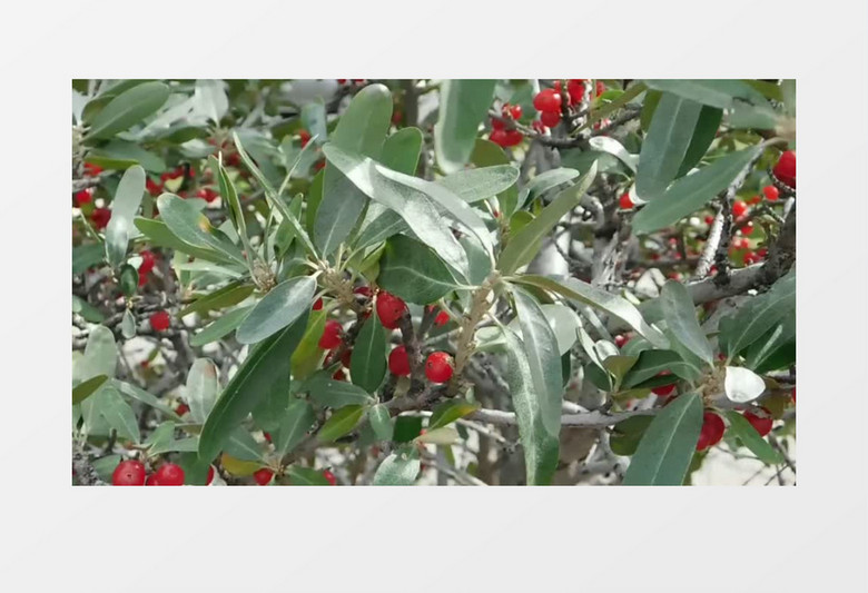 你得来看她 相关产品