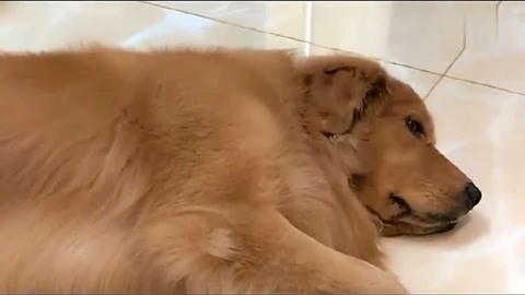 吸血网站 产品图片