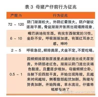 修女的诅咒 相关产品