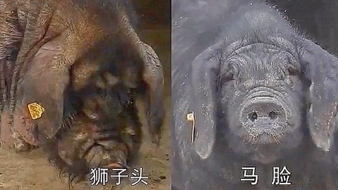 凋零在春天 产品图片