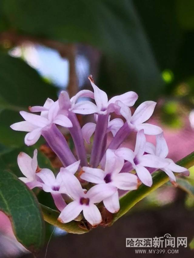 余生一年的我，遇见了的余生半年的你的故事 产品图片