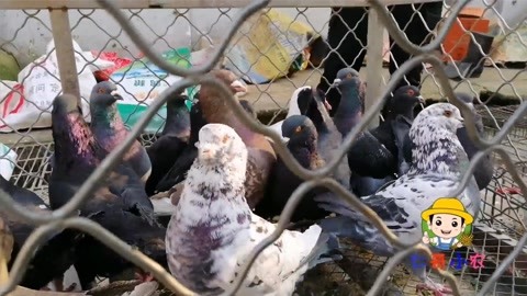 决战千王 相关产品