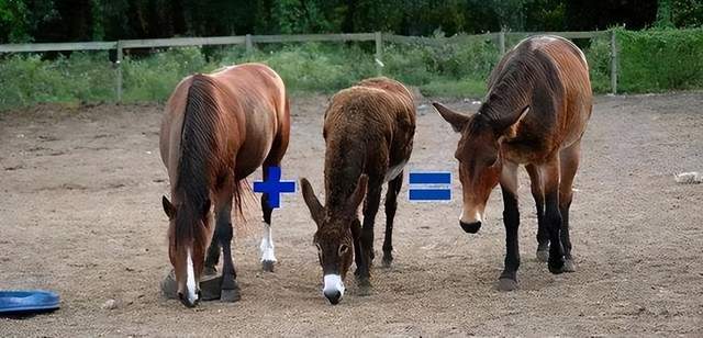 冥婚红包 产品图片