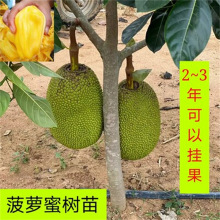 冷酷的心 相关产品