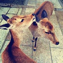 圆梦巨人（原声版） 相关产品